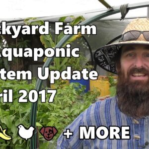 Backyard Farm & Aquaponic System Tour April 2017 Bananas, Chickens, Lizzie & More