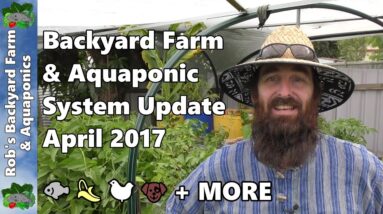 Backyard Farm & Aquaponic System Tour April 2017 Bananas, Chickens, Lizzie & More