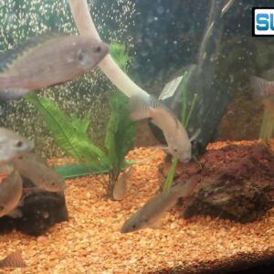 Are My Tilapia Breeding?