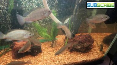 Are My Tilapia Breeding?