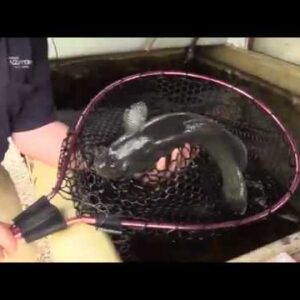 Australian Murray Cod for Aquaponics