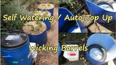 Auto Top Up Self Watering Wicking barrels. Gardening made easy.