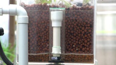 Autosiphons and Good Aeration in Aquaponics