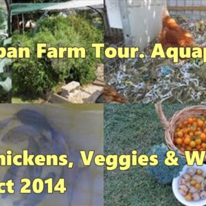 Backyard Farm tour.. Aquaponics, Chickens, Veggie Patch & Worms.. Oct 2014