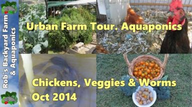 Backyard Farm tour.. Aquaponics, Chickens, Veggie Patch & Worms.. Oct 2014