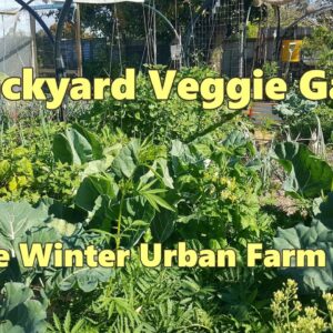 Backyard Veggie Garden - Late Winter Urban Farm Update