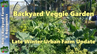 Backyard Veggie Garden - Late Winter Urban Farm Update