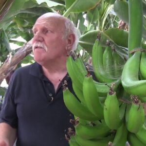 Bananas and Mangoes in Aquaponics Short Trailer