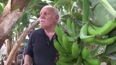 Bananas and Mangoes in Aquaponics Short Trailer