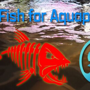 Best Fish for Aquaponics