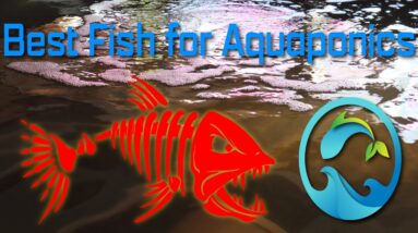 Best Fish for Aquaponics