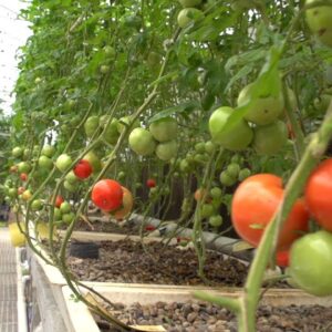 Big Commercial Aquaponics Farm