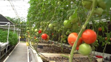 Big Commercial Aquaponics Farm