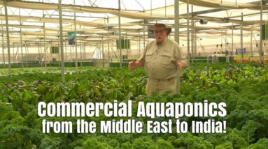 Biggest Commercial Aquaponics Farms in Oman and India!