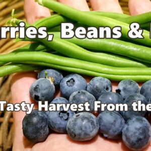 Blueberries, Beans & More - A Tasty Harvest From the Patch