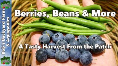 Blueberries, Beans & More - A Tasty Harvest From the Patch