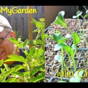 BTMG 052: Urban Farming Around The Bay with Julia Chilicas