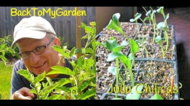 BTMG 052: Urban Farming Around The Bay with Julia Chilicas