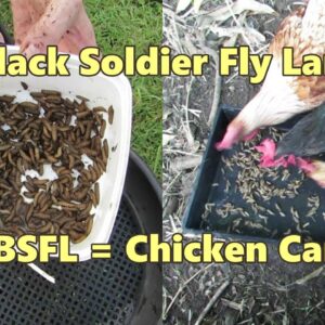 Black soldier fly larvae harvest from the compost pile.. BSFL = Chicken Candy..