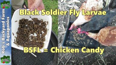 Black soldier fly larvae harvest from the compost pile.. BSFL = Chicken Candy..