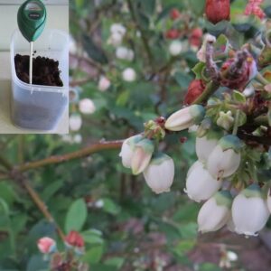 Coffee grounds to lower soil pH for Blueberries, Fact or fiction..