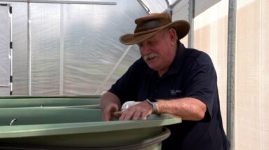 Commissioning a new Aquaponics system