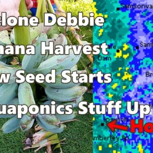 Cyclone Debbie Banana Harvest New Seed Starts & Aquaponics Stuff Up