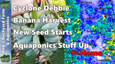 Cyclone Debbie Banana Harvest New Seed Starts & Aquaponics Stuff Up