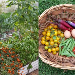 A wander through our Subtropical Veggie Patch. The early Winter edition 2015.