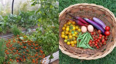 A wander through our Subtropical Veggie Patch. The early Winter edition 2015.