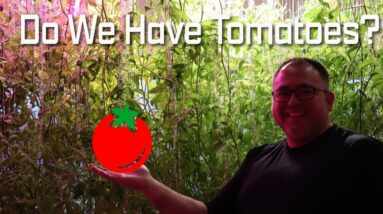 Do We Have Tomatoes with Mars-Hydro TS-1000 Grow Light?