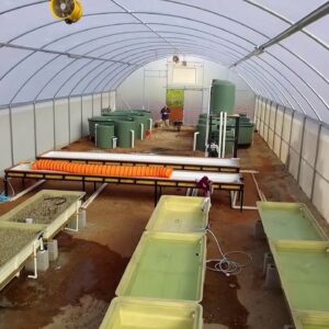 Drone Footage inside Aquaponics Greenhouse