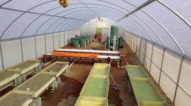 Drone Footage inside Aquaponics Greenhouse