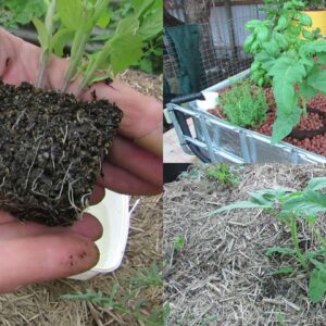 Easy way to Separate Seedlings & Aquaponic vs Soil plant starts..