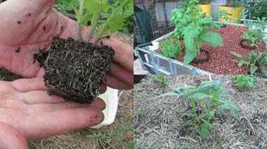 Easy way to Separate Seedlings & Aquaponic vs Soil plant starts..