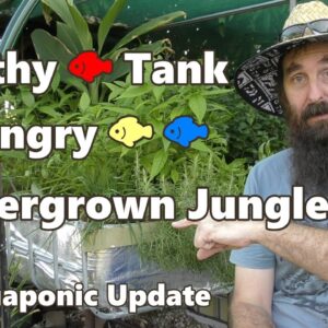 FILTHY FISH TANK, Hungry Fish & Overgrown Jungle - Aquaponic Update