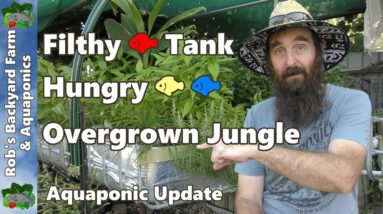 FILTHY FISH TANK, Hungry Fish & Overgrown Jungle - Aquaponic Update