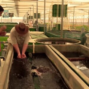 Filtration in an Aquaponics Commercial Farm