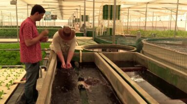 Filtration in an Aquaponics Commercial Farm