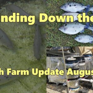 Fish farm update. Winding down the system. August 2015