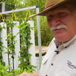 From Home to Commercial Aquaponics