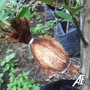 Fruit Trees Air Layering With Cocopeat Cover By AE