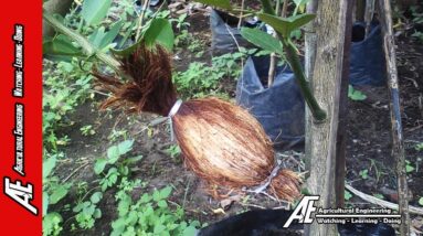 Fruit Trees Air Layering With Cocopeat Cover By AE