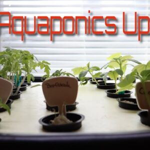 Full Aquaponics System Update