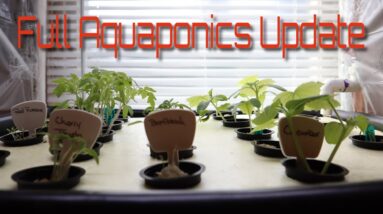 Full Aquaponics System Update