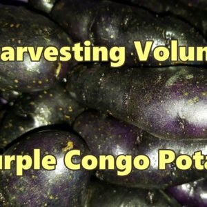 Harvesting Purple Congo Potatoes and Turmeric from the Poly culture Wicking Bed