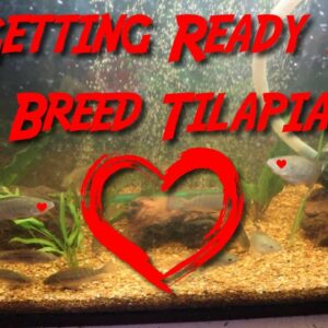 Getting Ready to Breed Tilapia