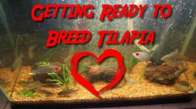 Getting Ready to Breed Tilapia