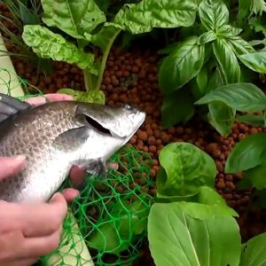 Go Commercial with Aquaponics