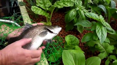 Go Commercial with Aquaponics